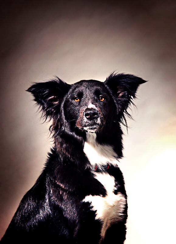 animal portraits, dog