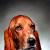 animal portraits, dog