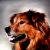 animal portraits, dog