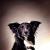 animal portraits, dog