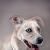 animal portraits, dog