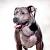 animal portraits, dog